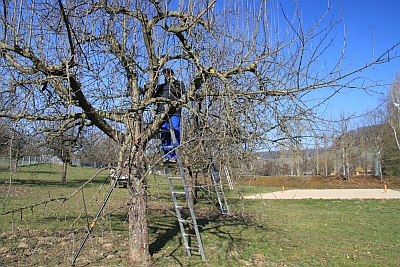 Schleicher - Obstbaumpflege